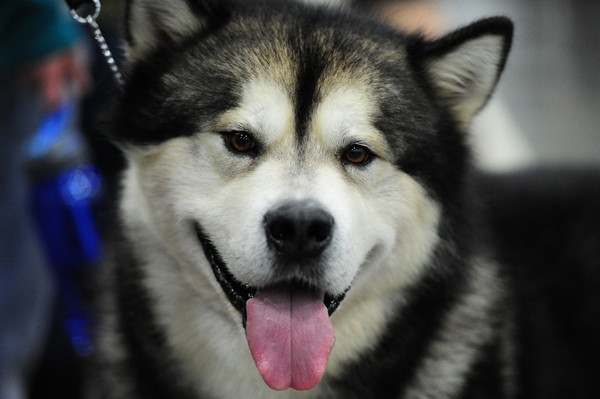 ▲雪橇犬,阿拉斯加雪橇犬,馬拉穆。（圖／美聯社）