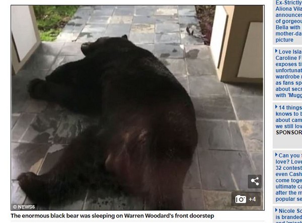 ▲大黑熊睡得相當香甜，當自己家。（圖／翻攝自每日郵報）