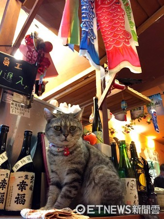 ▲▼暖心居酒屋「酌屋」所飼養的毛孩。（圖／酌屋燒肉居酒屋授權提供。）