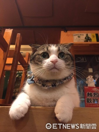 ▲▼暖心居酒屋「酌屋」所飼養的毛孩。（圖／酌屋燒肉居酒屋授權提供。）