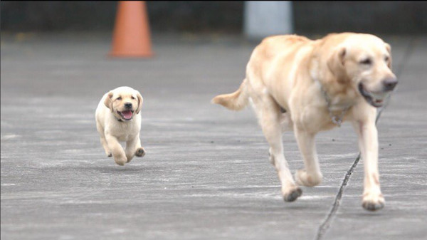 ▲▼最萌警犬福星「半路認爹」　瞇眼燦笑忘記「爸媽都黑的」。（圖／翻攝自福星Instagram：policedog_fuxing）