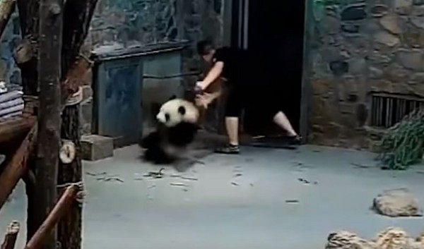 ▲中國飼育員殘暴拖行小熊貓 網友罵翻：看不下去！（圖／翻攝自微博）