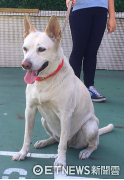 ▲▼106年十大優秀校園犬票選結果出爐：新北市八里區八里國民小學-黃玉枝。（圖／新北動保處提供）