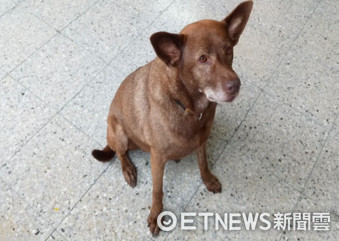 ▲▼106年十大優秀校園犬票選結果出爐：新北市三峽區安溪國民小學-咖啡。（圖／新北動保處提供）