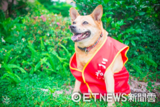 ▲▼106年十大優秀校園犬票選結果出爐：新北市立三重區三和國民中學-小黃。（圖／新北動保處提供）