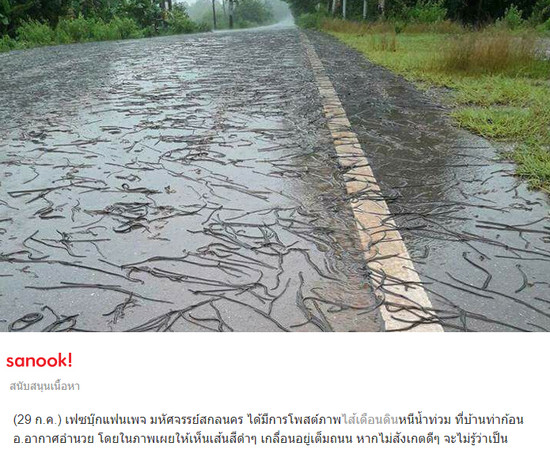 ▲▼數千萬隻蚯蚓佈滿泰國公路 。（圖／翻攝自《Sanook》）