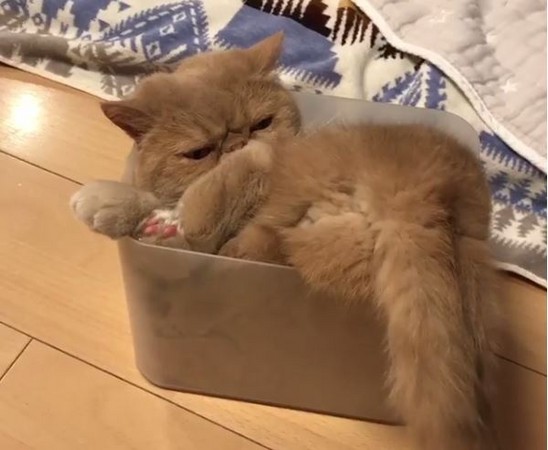 ▲貓咪Fukuzo塞在塑膠盒中。（圖／翻攝自IG／__akira_akira__）