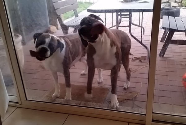 ▲拳師犬用舌頭幫媽媽擦窗戶。（圖／翻攝自Youtube／Monica Baker）