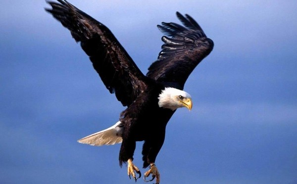 老鷹是美國國鳥，郭台銘取巧的把美國投資取名「飛鷹計畫（flying eagle）」，搏取老美歡心。（翻攝網路）
