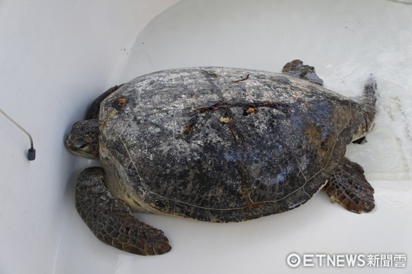 ▲▼ 望安綠蠵龜只剩1隻,台灣海龜。（圖／海洋大學程一駿教授提供）