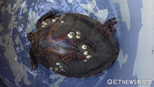 ▲▼ 望安綠蠵龜只剩1隻,台灣海龜。（圖／海洋大學程一駿教授提供）