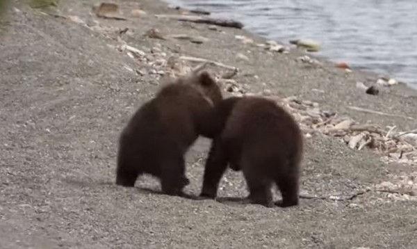 ▲▼ 美國阿拉斯加一名男子在國家公園巧遇了一個棕熊家庭在山徑間散步。（圖／翻攝自Youtube／ViralHog）