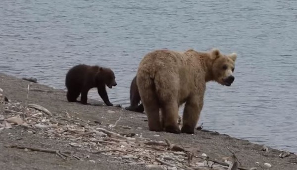 ▲▼ 美國阿拉斯加一名男子在國家公園巧遇了一個棕熊家庭在山徑間散步。（圖／翻攝自Youtube／ViralHog）