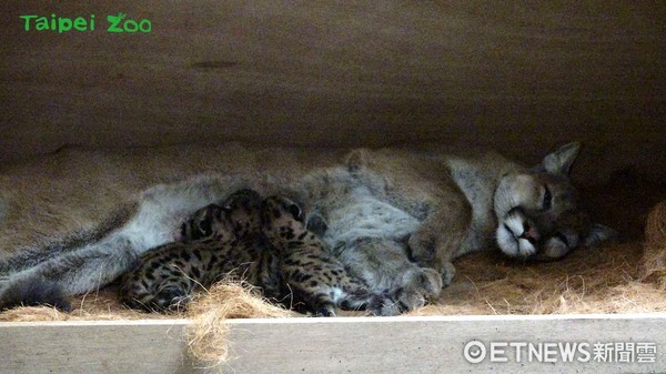 ▲動物園美洲獅誕下3寶寶。（圖／臺北市立動物園提供）