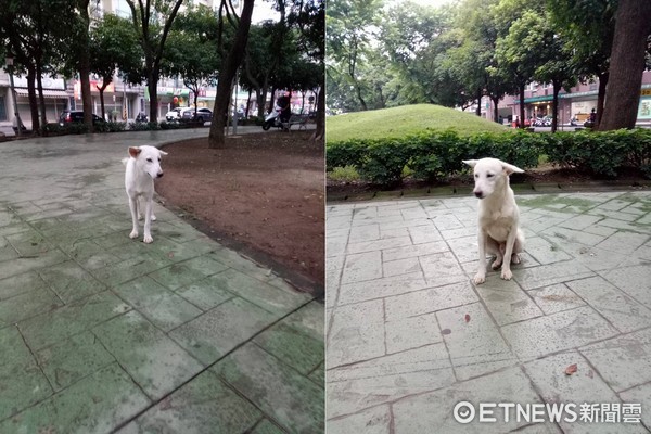 ▲▼颱風天被棄養！主人丟了牠就跑　小白在公園驚恐等待（圖／網友Ya-Yun  Cheng授權提供）