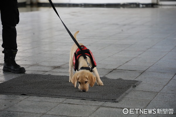 ▲新北市偵爆警犬隊一字排開結訓驗收。（圖／記者陳豐德翻攝）