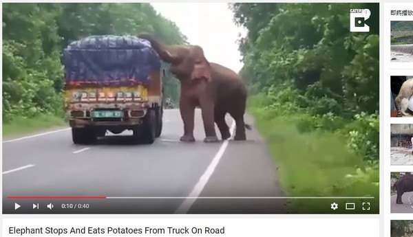 ▲印度日趨嚴重的旱災，讓大象餓壞了！。（圖／翻攝自YouTube／Caters Clips）