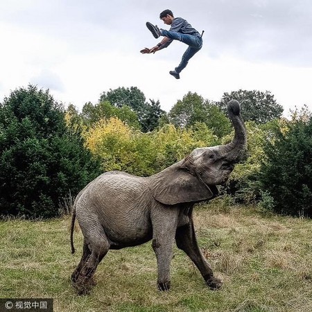 ▲一頭成年大象平均3公尺高、重5000公斤，堪稱最危險的動物之一。（圖／CFP）
