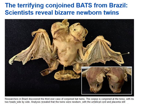 ▲這連體嬰蝙蝠有兩顆頭及兩個心臟，但兩根脊椎則融為一體。（圖／翻攝自每日郵報）