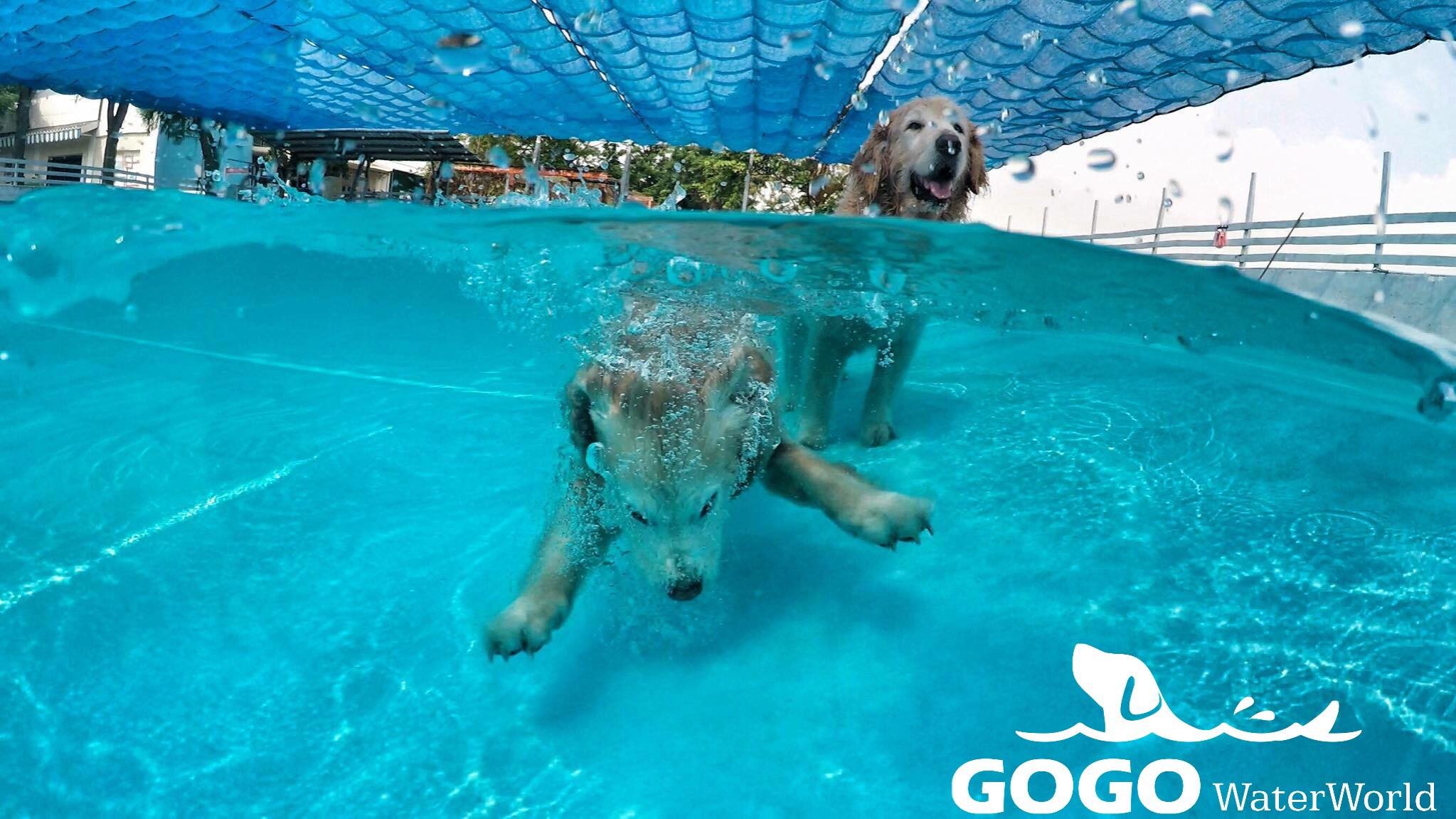 ▲GoGo WaterWorld 狗狗水世界提供。