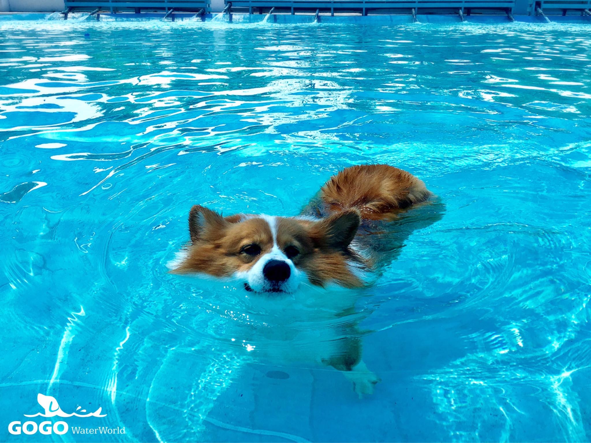 在泳池里游泳的狗. 库存图片. 图片 包括有 比赛, 毛茸, 似犬, 表面, 逗人喜爱, 使用, 生活 - 253004817