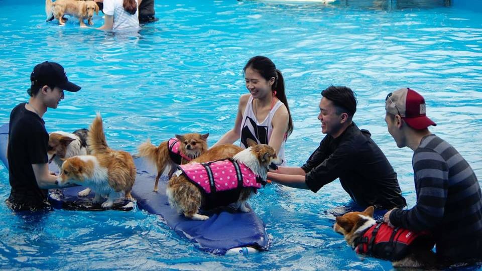 ▲Gooddog 妙狗 寵物游泳池提供。