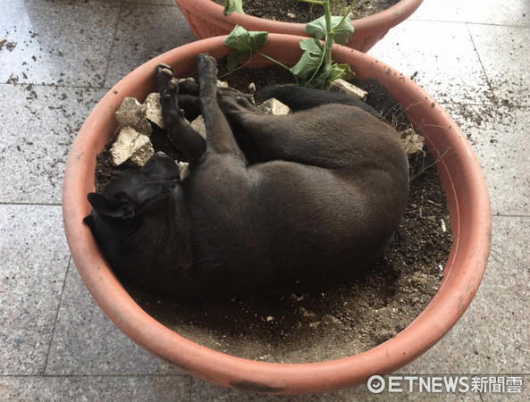 ▲找狗找半天...一回頭　驚見「多肉植物」在行光合作用。（圖／網友澔澔錢提供）