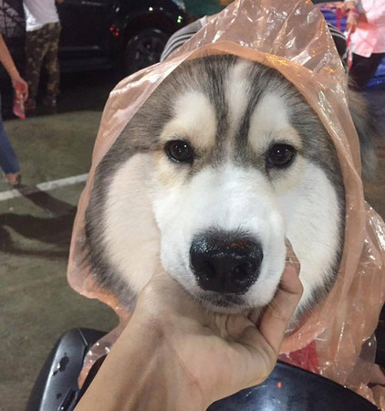 暖男讓月月穿雨衣，牠露出呆萌笑容。（圖／翻攝自Instagram@anfield_husky）