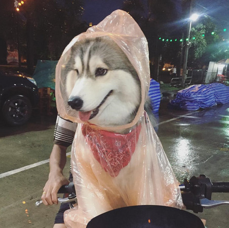 暖男讓月月穿雨衣，牠露出呆萌笑容。（圖／翻攝自Instagram@anfield_husky）