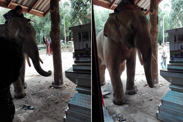 ▲▼泰國素叻府一名84歲爺爺7月底遭遇車禍致死，他飼養十多年的大象在靈堂前下跪。（圖／翻攝自ทัชดา ชื่นพระแสง臉書）