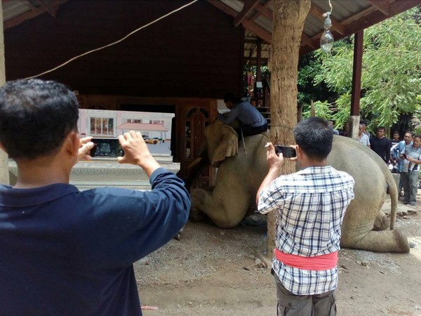 ▲▼泰國素叻府一名84歲爺爺7月底遭遇車禍致死，他飼養十多年的大象在靈堂前下跪。（圖／翻攝自ทัชดา ชื่นพระแสง臉書）