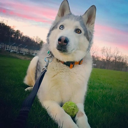 （圖／翻攝自粉絲頁「Zeus The Stubborn Husky」）