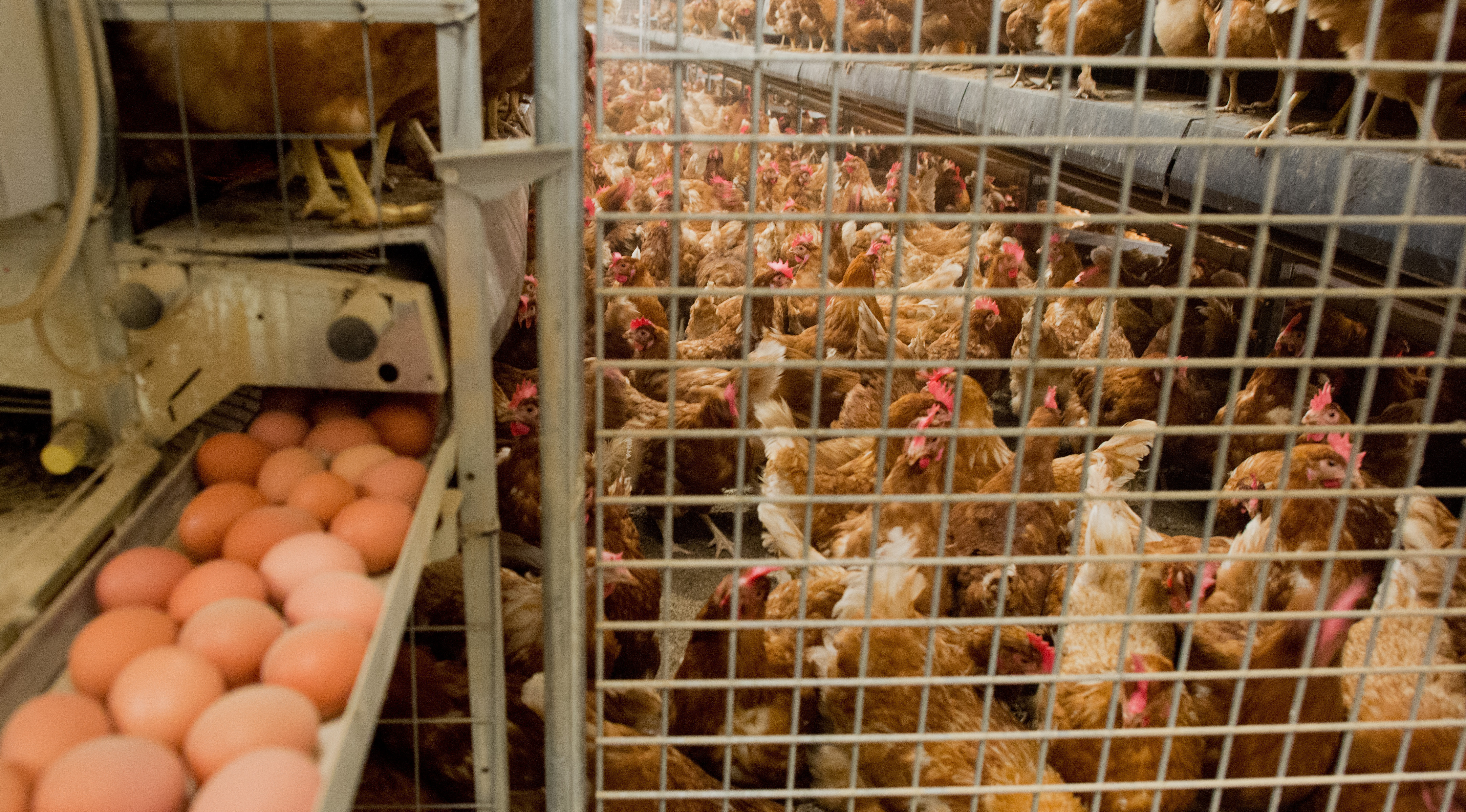 ▲▼荷蘭出產的雞蛋被驗出含有殺蟲劑芬普尼。（圖／達志影像／美聯社）