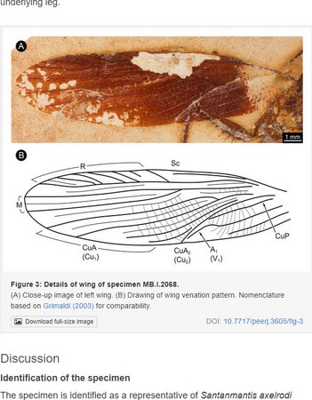 ▲▼巴西東北部發現1.1億年前的螳螂化石。（圖／翻攝自《PeerJ》）