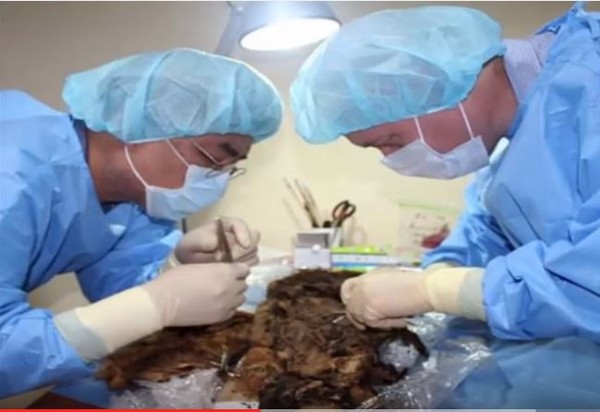 ▲▼俄羅斯西部近日發現女性木乃伊。（圖／翻攝自Green Apple YouTube）