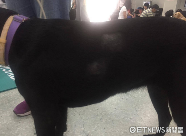 ▲首隻從香港來的導盲犬！黑拉拉Bess長腫瘤　組長：觀察中。（圖／記者闕雁琳攝）
