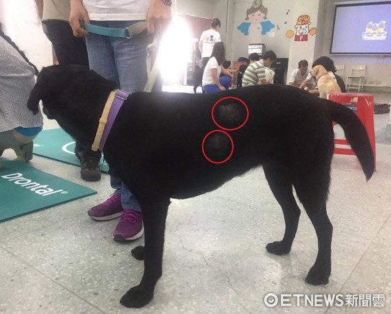 ▲首隻從香港來的導盲犬！黑拉拉Bess長腫瘤　組長：觀察中。（圖／記者闕雁琳攝）