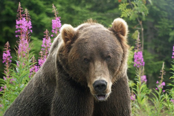 ▲▼瑞典動物園棕熊攻擊人。（圖／翻攝自FACEBOOK／Orsa Rovdjurspark）