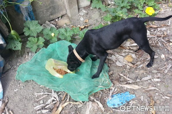 ▲黑狗「小豆豆」掉入大排獲救。（圖／網友Meimei WU提供，請勿隨意翻拍，以免侵權。）