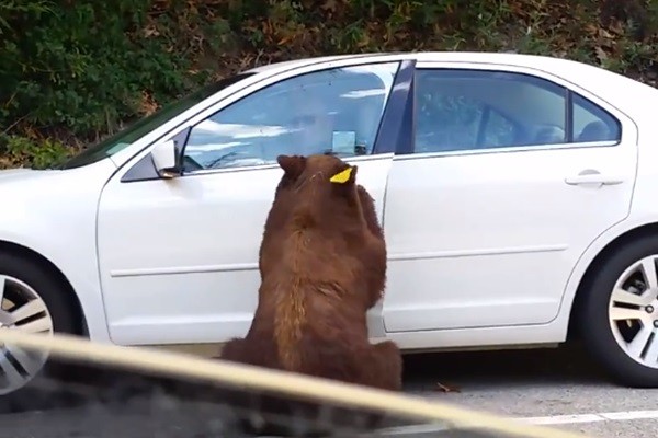 ▲▼棕熊把車門打開，探頭看駕駛。（圖／翻攝自推特MailOnline）