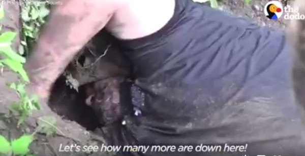 ▲救難人員在泥地挖出11隻小狗狗。（圖／翻攝自The Dodo臉書）