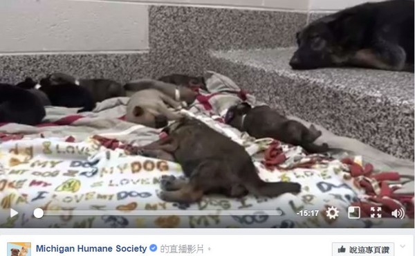 從泥地挖出的11隻小狗狗躺地毯睡覺。（圖／翻攝自Michigan Humane Society臉書）