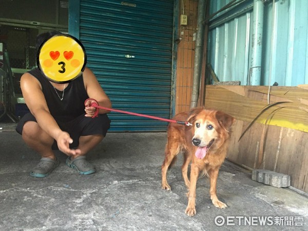 ▲黃金獵犬亮亮找到新家。（圖／嘉義市動物守護協會提供）