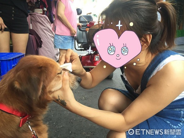 ▲黃金獵犬亮亮找到新家。（圖／嘉義市動物守護協會提供）