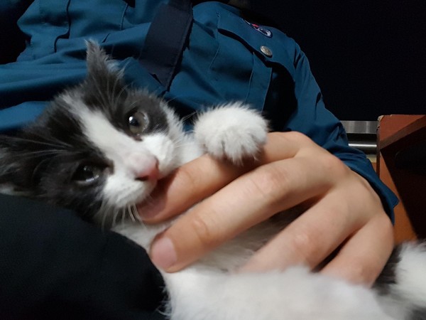 ▲釜山警局小貓。（圖／翻攝自부산경찰）