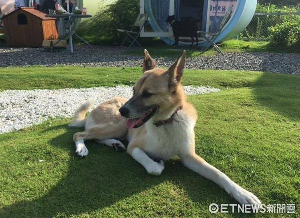 ▲汪汪旅遊團！包下整台遊覽車踏青去，飼主拿出「零食」全場暴動（圖／網友高小姐提供，請勿隨意翻拍，以免侵權。）