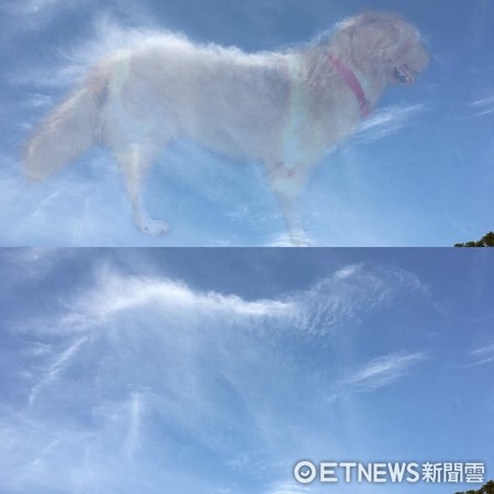 ▲黃金獵犬茶茶雲。（圖／傲嬌茶茶 × ツンデレ茶々ちゃん提供）