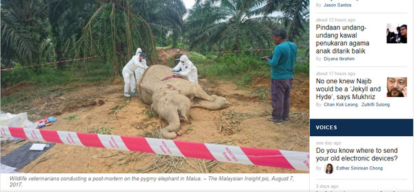 ▲▼ 沙巴大象被獵殺。（圖／翻攝自《The Malaysian Insight》）