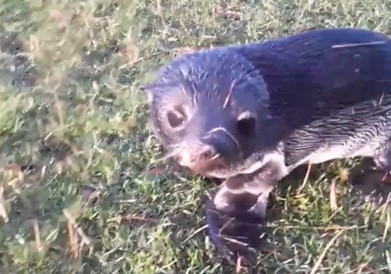 ▲▼納普在自家農場的草地上發現一隻小海豹。（圖／翻攝自臉書／Dee Knapp）