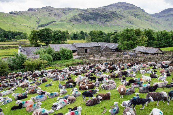 ▲▼英國湖區國家公園。（圖／翻攝自Lake District National Park官網）